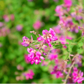 水戸市の花「萩」